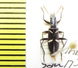 Epiclines gayi  Chile - INSECTS-STORE.RU