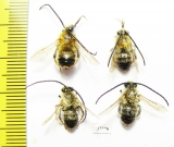 Hymenoptera sp.  Russia, Tver reg. - INSECTS-STORE.RU