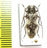 Prosopocera sp.  Malawi - INSECTS-STORE.RU