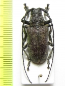 Titoceres jaspideus  Tanzania - INSECTS-STORE.RU