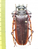 Osphryon sp.  Indonesia, Papua - INSECTS-STORE.RU