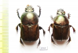 Onitis sp., pair  South Africa Rep. - INSECTS-STORE.RU