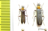 Nacerdes atriceps  Russia, Far East - INSECTS-STORE.RU