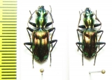 Carabidae sp.  Malaysia - INSECTS-STORE.RU