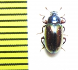 Tenebrionidae sp.  Malaysia - INSECTS-STORE.RU