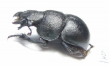 Lethrus frater, male  Tajikistan - INSECTS-STORE.RU