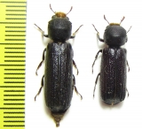 Bostrichidae sp.  South Africa Rep. - INSECTS-STORE.RU