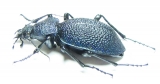 Carabus (Procerus) scabrosus falletianus, female  Armenia 48mm - INSECTS-STORE.RU