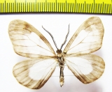 Geometridae sp.  Peru - INSECTS-STORE.RU