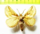 Lasiocampidae sp.?  Honduras - INSECTS-STORE.RU