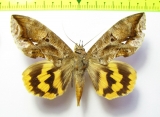 Noctuidae sp.  Bolivia - INSECTS-STORE.RU