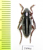 Dorcadion seminudum  Armenia - INSECTS-STORE.RU