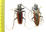 Cerambycidae sp., pair  Ecuador - INSECTS-STORE.RU