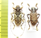 Cerambycidae sp.  Peru - INSECTS-STORE.RU