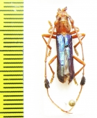 Compsocerus violaceus  Argentina - INSECTS-STORE.RU