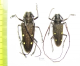 Cerambycidae sp., pair  Costa Rica - INSECTS-STORE.RU