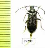 Callidium aeneum  Russia, Tver reg. - INSECTS-STORE.RU