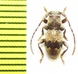 Parmena pontocircassica  Russia, Krasnodar reg. - INSECTS-STORE.RU