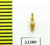 Aphaenops cerberus bruneti  France - INSECTS-STORE.RU