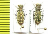 Lophyra neglecta  Congo - INSECTS-STORE.RU