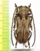 Homelix arcuatus  Togo - INSECTS-STORE.RU