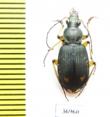 Carabidae sp.  Zambia - INSECTS-STORE.RU