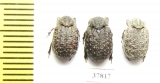 Trox sabulosus  Russia, Kaluga reg. - INSECTS-STORE.RU