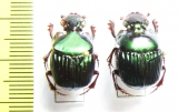 Phanaeus endymion, pair  Mexico - INSECTS-STORE.RU