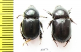 Dynastinae sp., pair  Namibia - INSECTS-STORE.RU