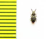 Corticus brevipennis  Abkhazia - INSECTS-STORE.RU