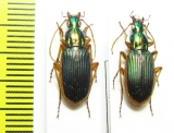 Carabidae sp.  South Africa Rep. - INSECTS-STORE.RU