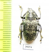 Choeromorpha sulphurea  Indonesia, Sulawesi - INSECTS-STORE.RU