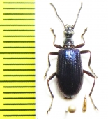 Tenebrionidae sp.  Indonesia, Sulawesi - INSECTS-STORE.RU