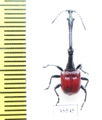 Trachelophorus giraffa  Madagascar - INSECTS-STORE.RU