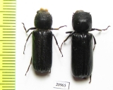 Bostrichidae sp.  South Africa Rep. - INSECTS-STORE.RU