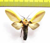 Erebidae sp.  Ecuador - INSECTS-STORE.RU