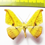 Geometridae sp.  Peru - INSECTS-STORE.RU