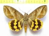 Noctuidae sp.  Bolivia - INSECTS-STORE.RU