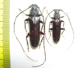 Cerambycidae sp., pair  Ecuador - INSECTS-STORE.RU