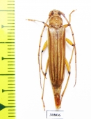 Malacopterus sp.  Peru - INSECTS-STORE.RU