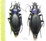 Carabus (Megodontus) schoenherri chakassicus, pair  Russia, Khakassia reg. - INSECTS-STORE.RU