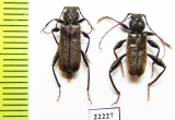 Callidium coriaceum, pair  Russia, Tver reg. - INSECTS-STORE.RU