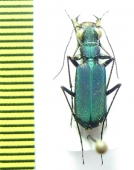 Calomera sp.  Thailand - INSECTS-STORE.RU