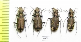 Cicindela nordmanni pannonica, pair  Ukraina - INSECTS-STORE.RU