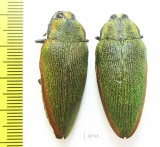 Steraspis ceardi, pair  Morocco - INSECTS-STORE.RU