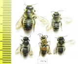 Hymenoptera sp.  Russia, Tver reg. - INSECTS-STORE.RU