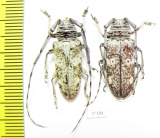 Prosopocera sp., pair  South Africa Rep. - INSECTS-STORE.RU