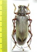 Cerambycidae sp.  Malawi - INSECTS-STORE.RU