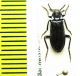 Melandrya ? dubia  Russia, Far East - INSECTS-STORE.RU