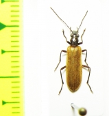 Nacerdes luteipennis  Russia, Far East - INSECTS-STORE.RU
